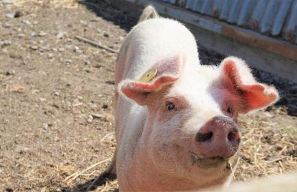 Shepherd's Watch Cottage - 5* Cyfie Farm with private hot tub - Foto 34