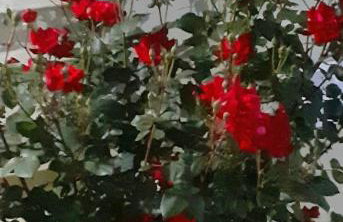 Nice and Cozy - Foto 19