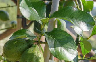 Agriturismo La Coccinella - Foto 52