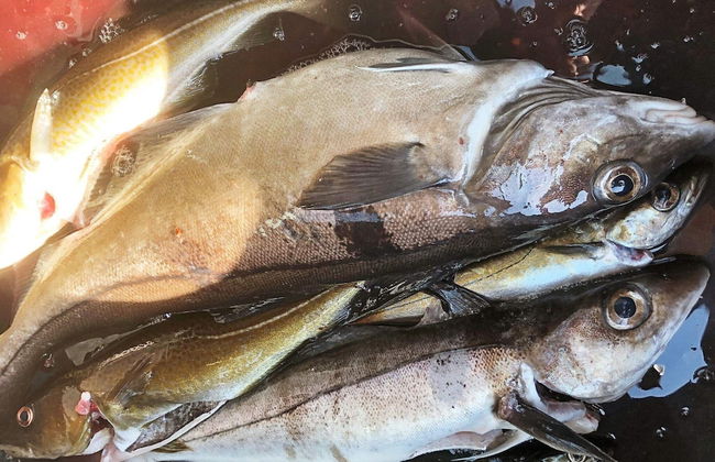 6 Person Holiday Home in Byrknesoy-by Traum - Foto 19