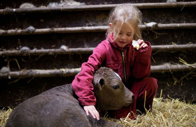Chalet in Netherlands With Scenic Meadow Views - Photo 14