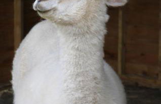 Dartmoor Reach Alpaca Farm - Foto 70