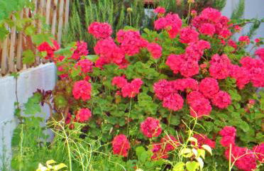 Dream Island Hotel - Foto 24