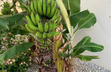 Ianthi by Nymphes - Foto 21