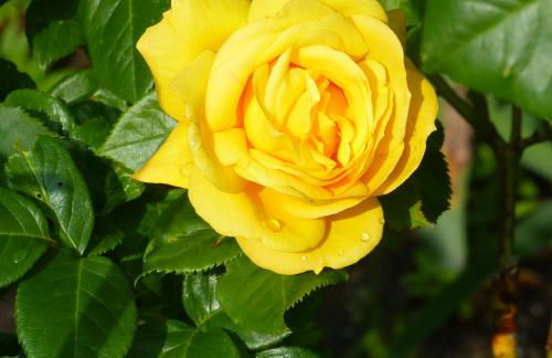 Ferienwohnungen "Strand & Gut" - Dietmar Opel - Foto 65