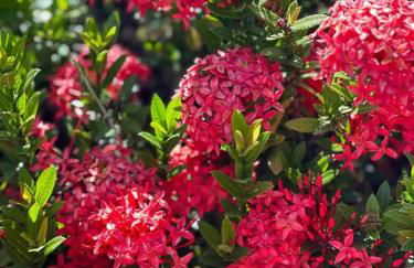 Lindo Sítio Estilo Moderno - Foto 61