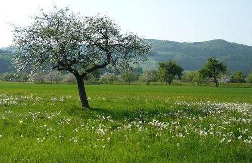 Ziegelhof - Foto 8