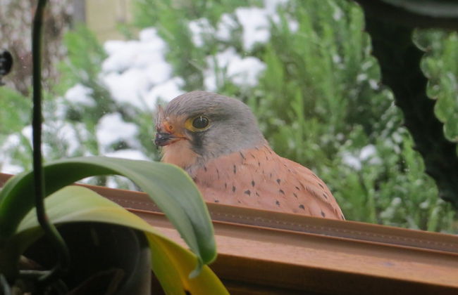 Traditional Apartment near Sea in Kühlungsborn - Foto 33