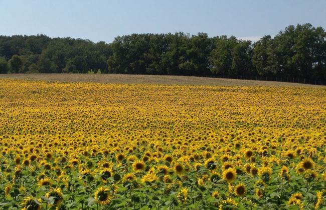 Le Moulin de Labique - Foto 43