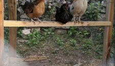 roulotte à la mauvaise herbe - Foto 3