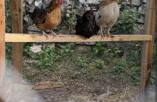 roulotte à la mauvaise herbe - Foto 3