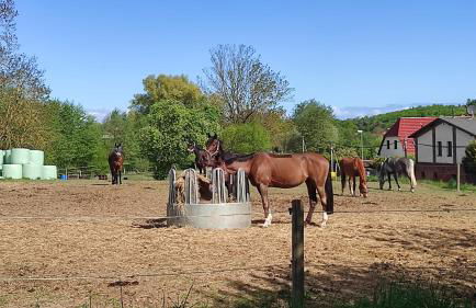 Küstenblüte - Foto 39