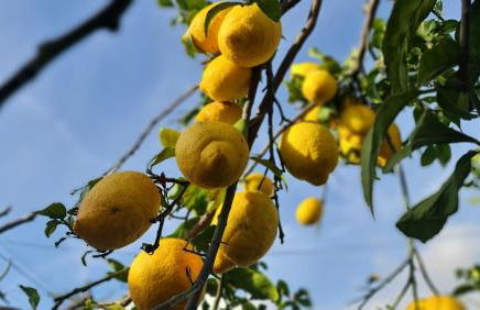 Monte da ti Luzia - Foto 44