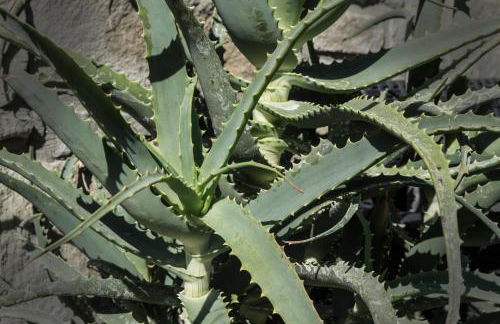 The Garden - Foto 36