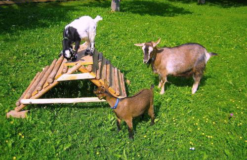 Ferienwohnung Mohnblume - Foto 10