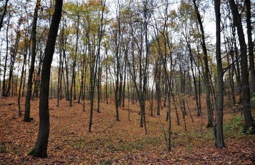 Modrzewiowe Wzgorze - Foto 27