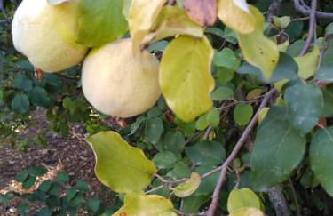 Casa do Sul - Foto 18