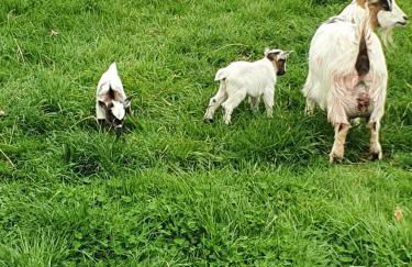 GÎTE Le REFUGE - Photo 8