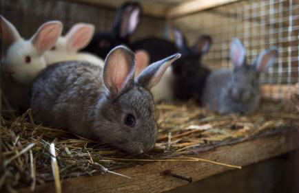 Agriturismo Plan de la Tour B&B - Photo 45