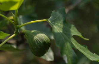 Villa Toro - Foto 18