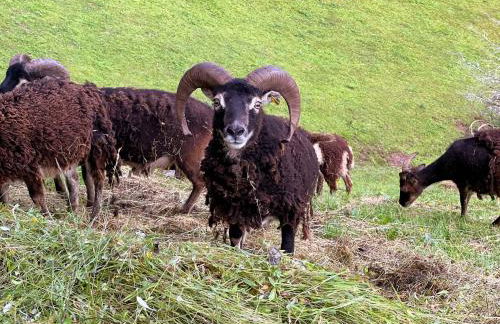 Ferienwohnung Holiswald - Foto 9