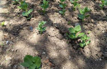 Casa do Forno - Foto 7