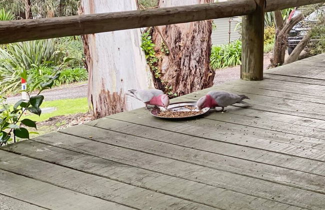 Groovy Log House Lorne Ocean View Log House Pet Friendly Freshly Renovated - Photo 28