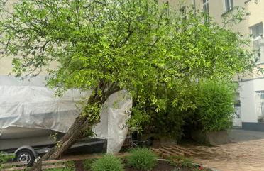 Altbauloft im Herzen Berlins - Foto 53