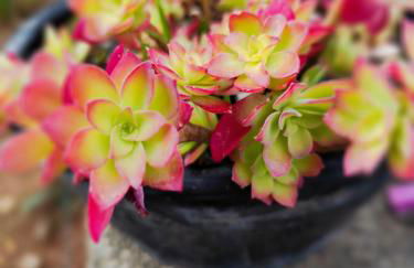 Casa dos Caseiros N2 - Foto 9