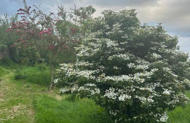 Countryside cottage near Crediton - Foto 28