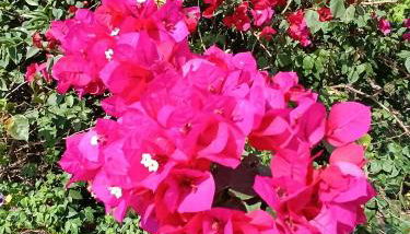 Refúgio Atlântico - Foto 4, Garden