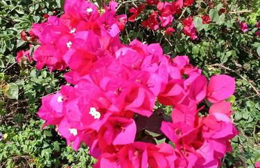 Refúgio Atlântico - Foto 4