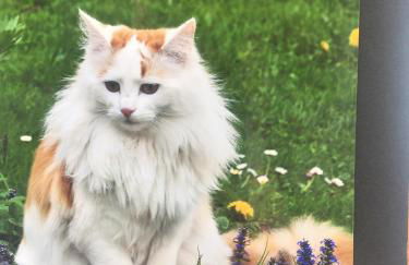 Haus Waldblick - Foto 8