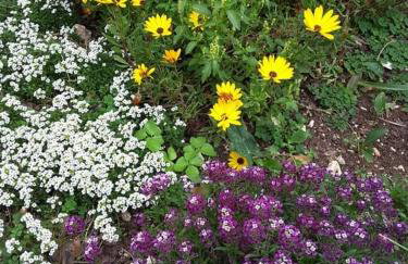 STATHI'S COTTAGE - Foto 25