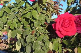 Cueva de la abuela - Foto 38