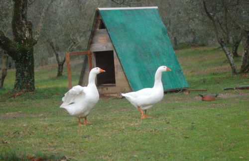 Sport Bikes and Nature - Foto 17