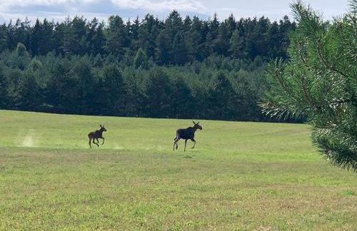 Domek wypoczynkowy Letnisko Sosenkowo - Foto 48
