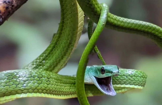 Museu da Amazônia Tour - Photo 1