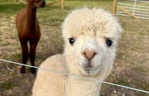 Four Bedroom House With Private Pool - Stunning countryside location with parking close to Chester City Centre - Photo 6