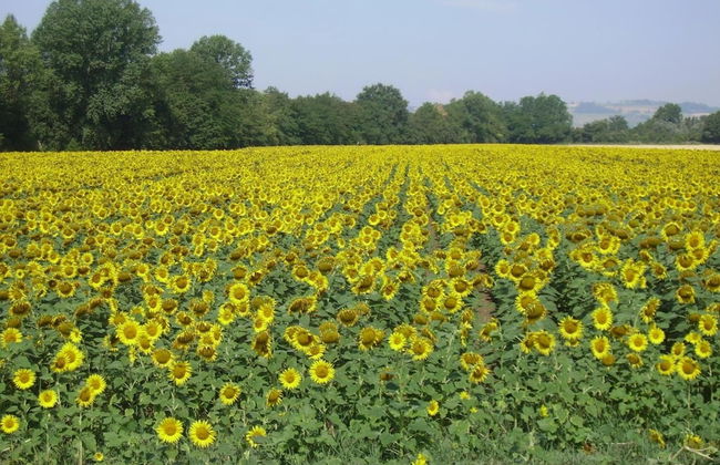 Country House Le Case Coloniche - Foto 54