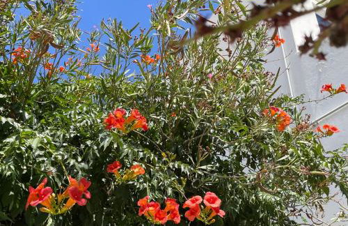 Galatea House First floor with terraces - Foto 52
