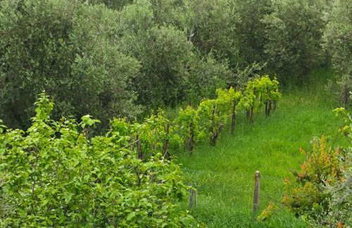 CASA DORIS Montecarotto, Le Marche - Top Lage, Glasfaser WIFI, neu renoviert - Foto 49