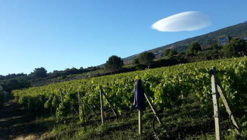 Suite in vigneto - Foto 2