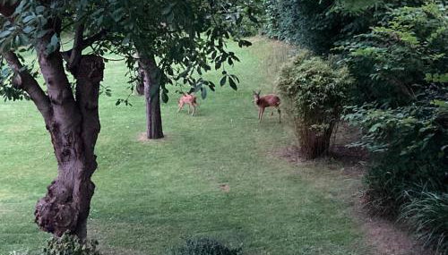 Hoehe5 - Foto 3, Garden, Garden view