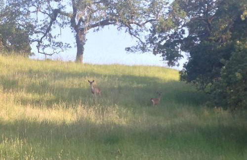 Historic Van Keppel Ranch - Foto 58