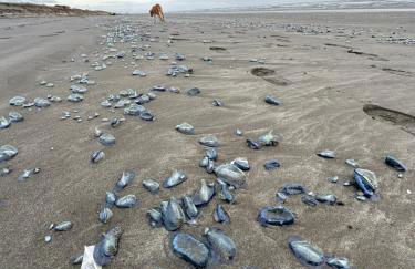 The Surf Shack - Foto 20