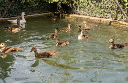 Casa de Ferreira Cinfães - Foto 29