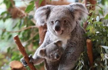 Perroquet & Koala 2 logements 10min du zoo de Beauval et proche château - Foto 52
