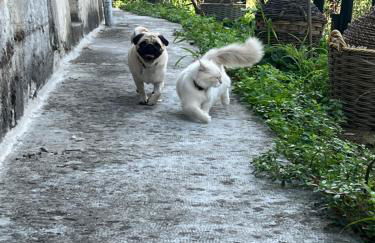 Villa Allegra Apartments in The Nature - Foto 59