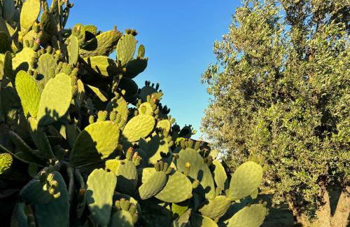 Terrarossa - Foto 25